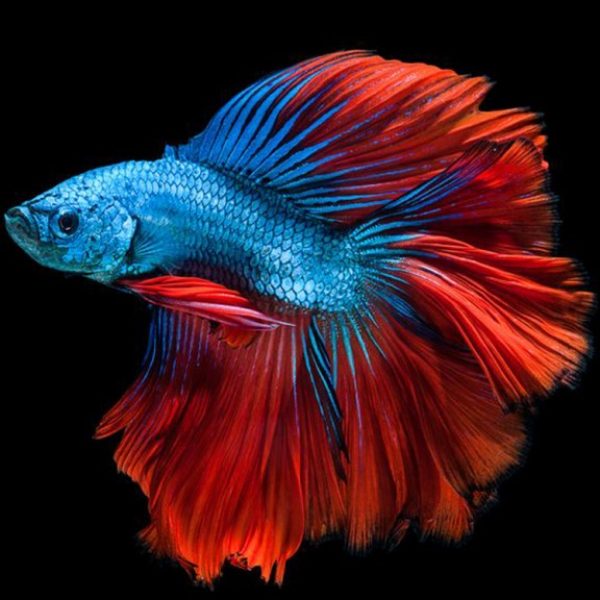 fighting fish